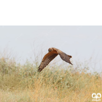 گونه سنقر خاکستری Hen Harrier